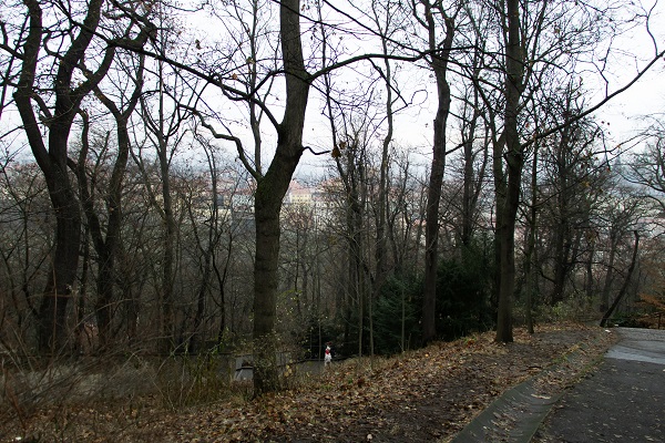 Looking down through trees off of a hillside